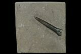 2.9" Pyritized Fossil Belemnite (Youngibelus) - Germany - #170717-1